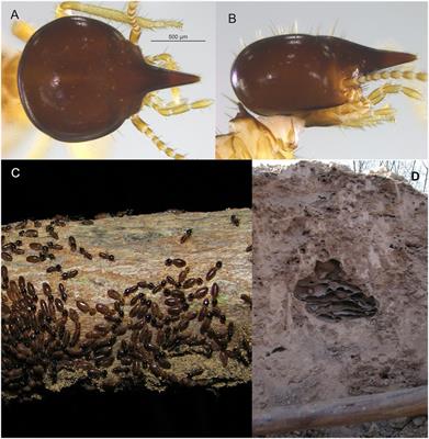 Evolutionary history of Nasutitermes kemneri (Termitidae, Nasutitermitinae), a termite from the South American diagonal of open formations